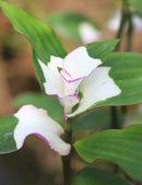 Tradescantia 'blushing bride'