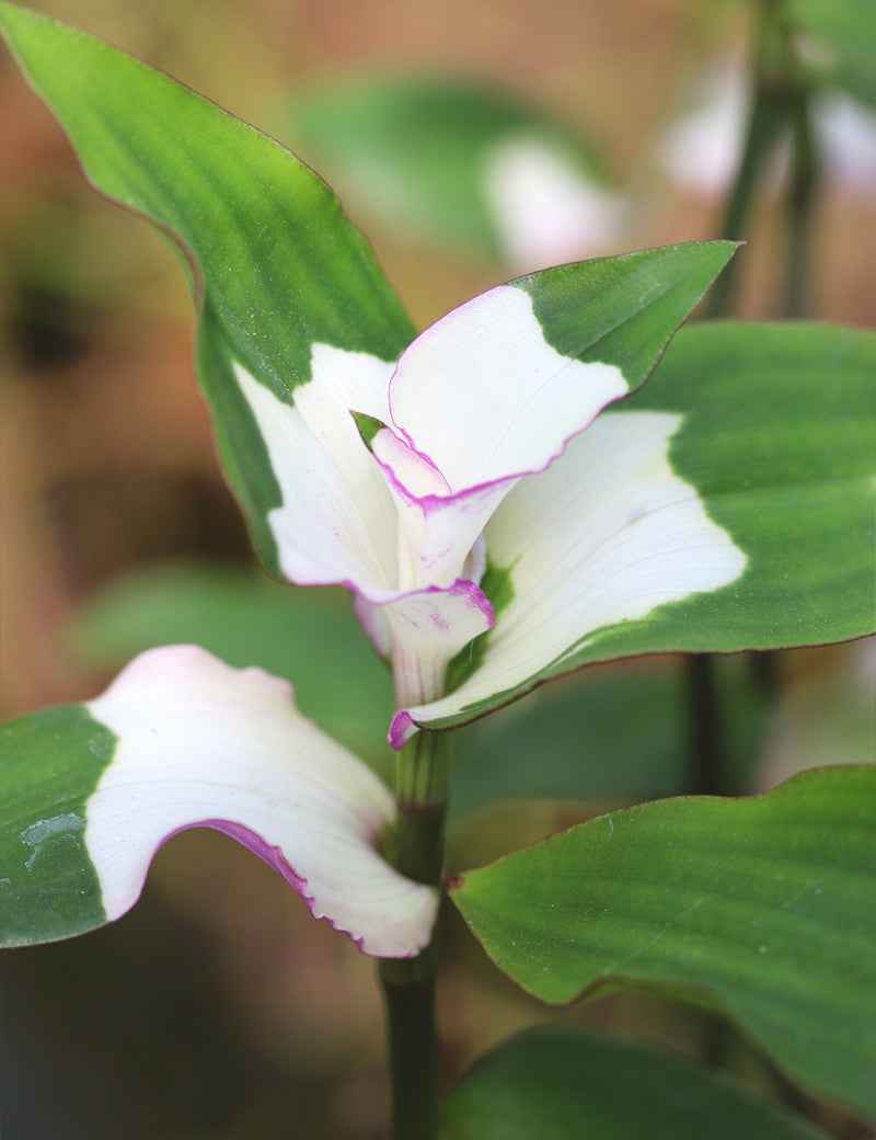 Tradescantia 'blushing bride'