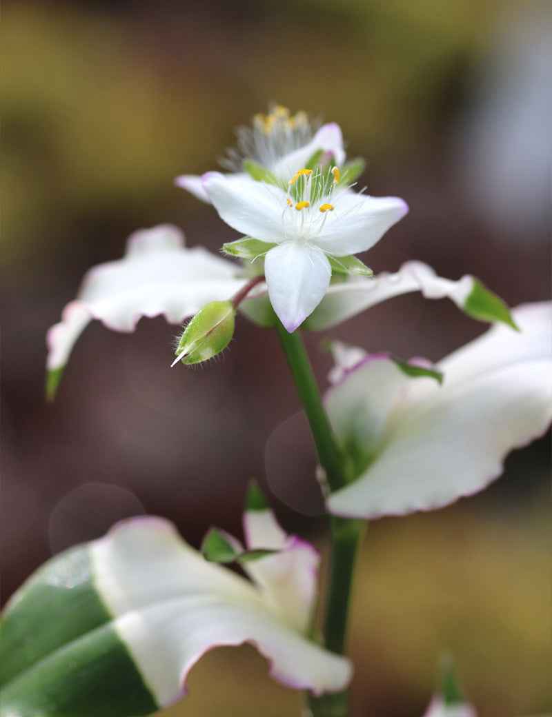 Tradescantia 'blushing bride'
