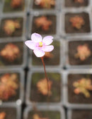 Drosera venusta