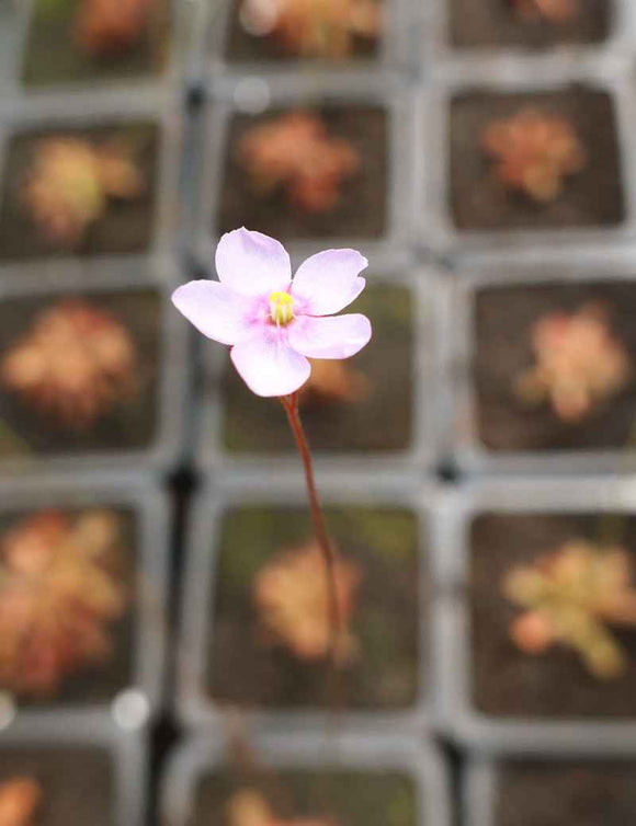 Drosera venusta