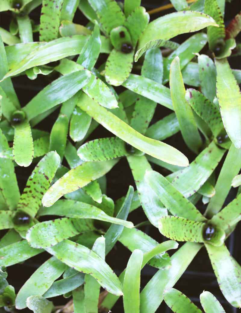 Neoregelia punctatissima