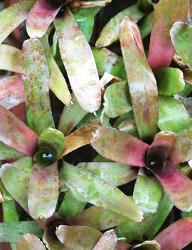 Neoregelia 'Fireball'