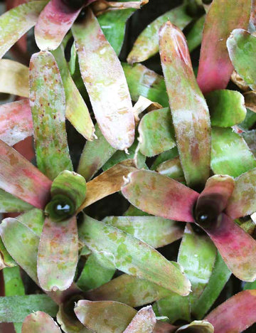 Neoregelia 'Fireball'