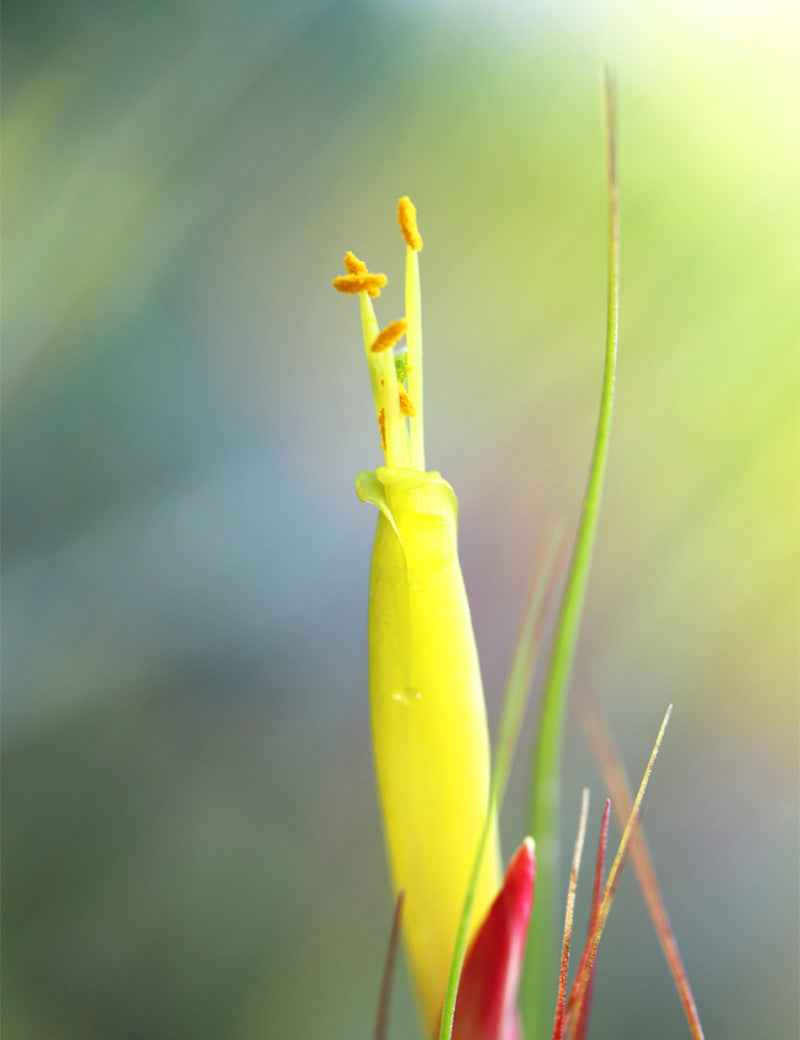 Tillandsia schiedeana
