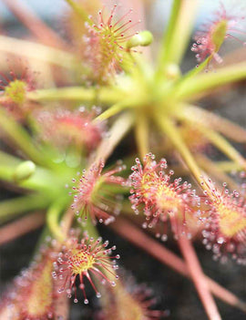 Drosera intermedia