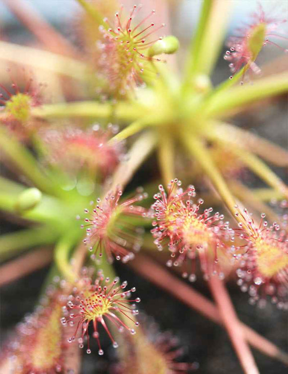 Drosera intermedia