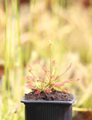 Drosera intermedia