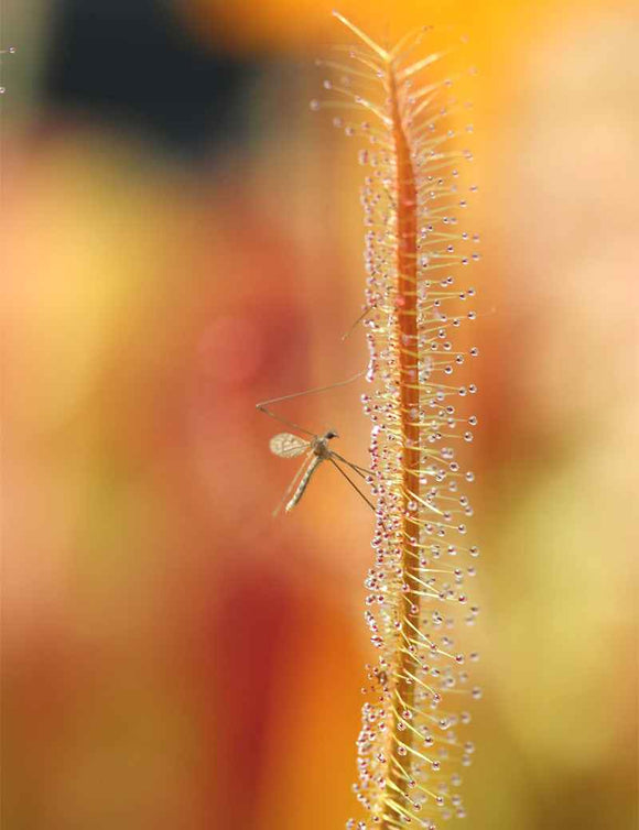 Drosera binata 'feuilles cuivrées'