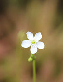 Drosera x hybrida