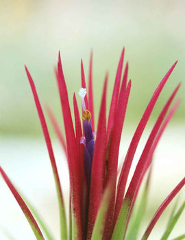 Tillandsia ionantha 'Fuego'