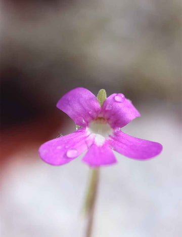 Pinguicula weser