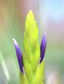 Tillandsia tricolor var. melanocrater