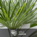 Chamaerops Humilis 80 cm - clicktofournisseur.com