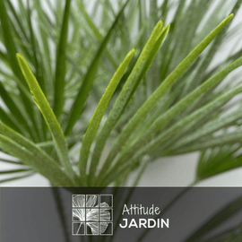 Chamaerops Humilis 80 cm - clicktofournisseur.com