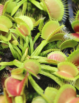 Dionaea muscipula schuppenstiel - Plante Carnivore Exceptionnelle