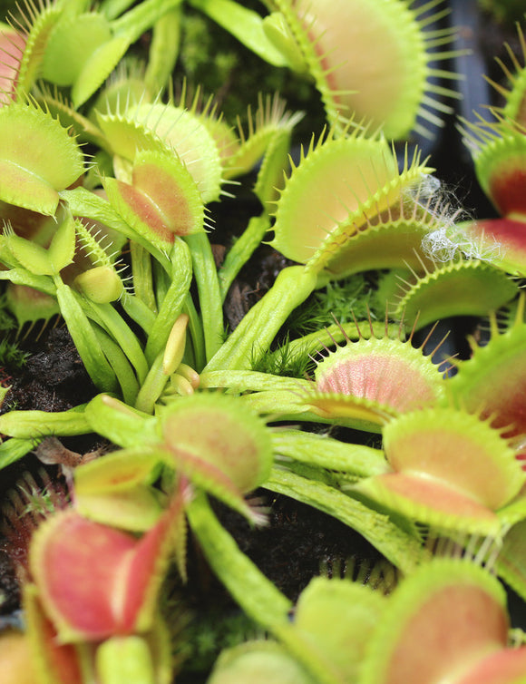 Dionaea muscipula schuppenstiel - Plante Carnivore Exceptionnelle
