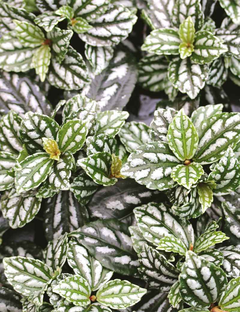 Pilea cadierei