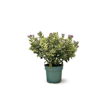 Hebe Tricolor Veronique 50 cm - clicktofournisseur.com