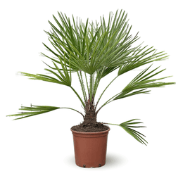 Chamaerops Humilis 120 cm - clicktofournisseur.com