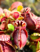 Cephalotus follicularis - Mini-mottes