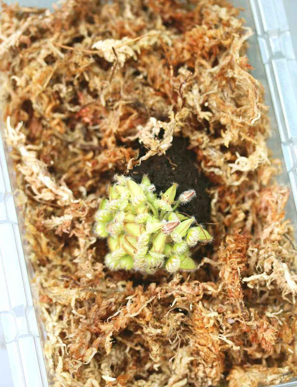 Cephalotus follicularis - Mini-mottes