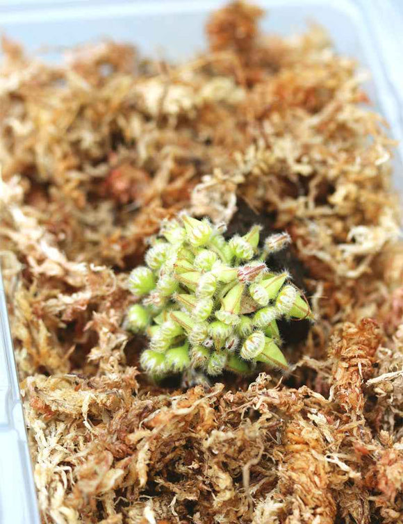 Cephalotus follicularis - Mini-mottes