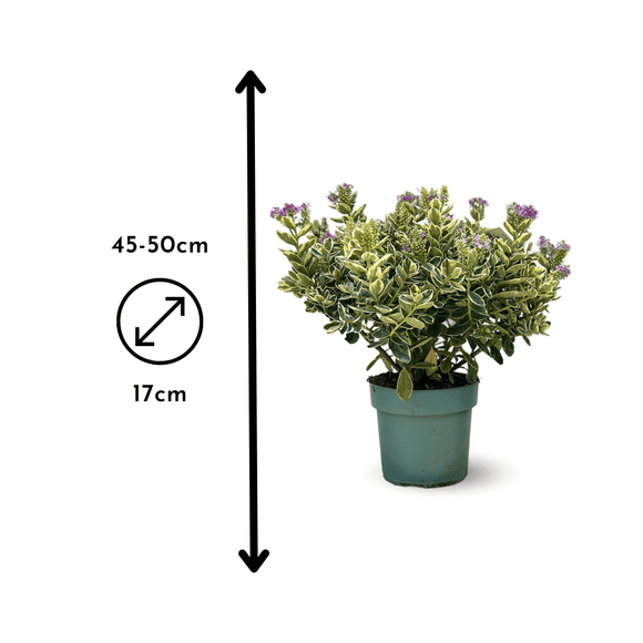 Hebe Tricolor Veronique 50 cm - clicktofournisseur.com