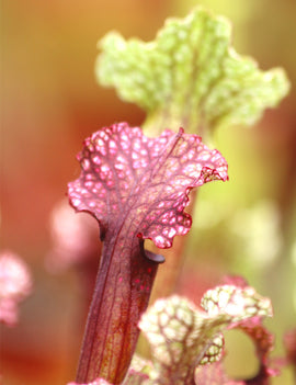 Sarracenia hybride Judith Soper - Plante Carnivore Exceptionnelle