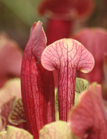Sarracenia hybride barba - Plante carnivore unique pour votre collection