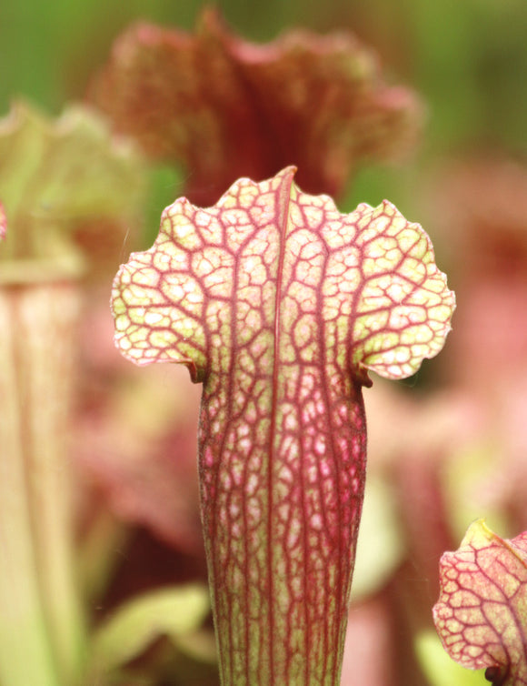 Sarracenia hybride fiona - Plante carnivore unique pour votre jardin