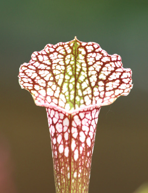 Sarracenia leucophylla x wrigleyana