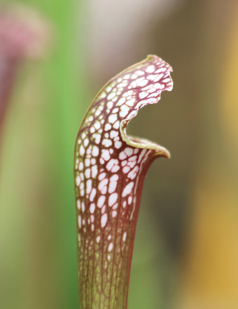 Sarracenia leucophylla x wrigleyana