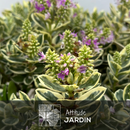 Hebe Tricolor Veronique 50 cm - clicktofournisseur.com