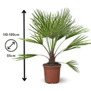 Chamaerops Humilis 120 cm - clicktofournisseur.com