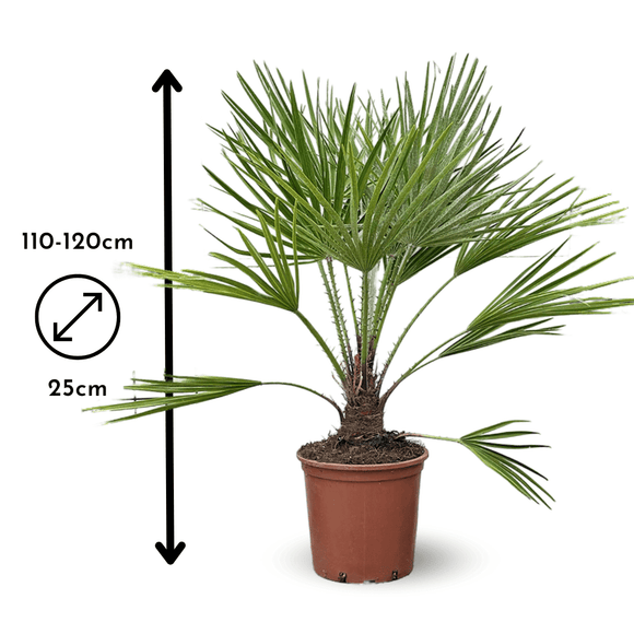 Chamaerops Humilis 120 cm - clicktofournisseur.com