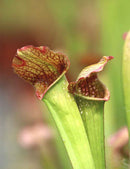 Sarracenia leucophylla x courtii