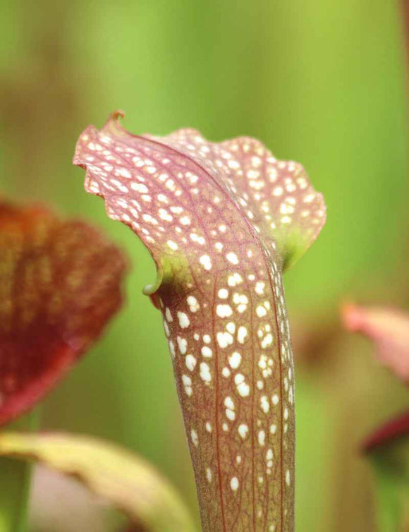 Sarracenia leucophylla x courtii