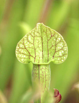 Sarracenia (purpurea x rubra) x leucophylla