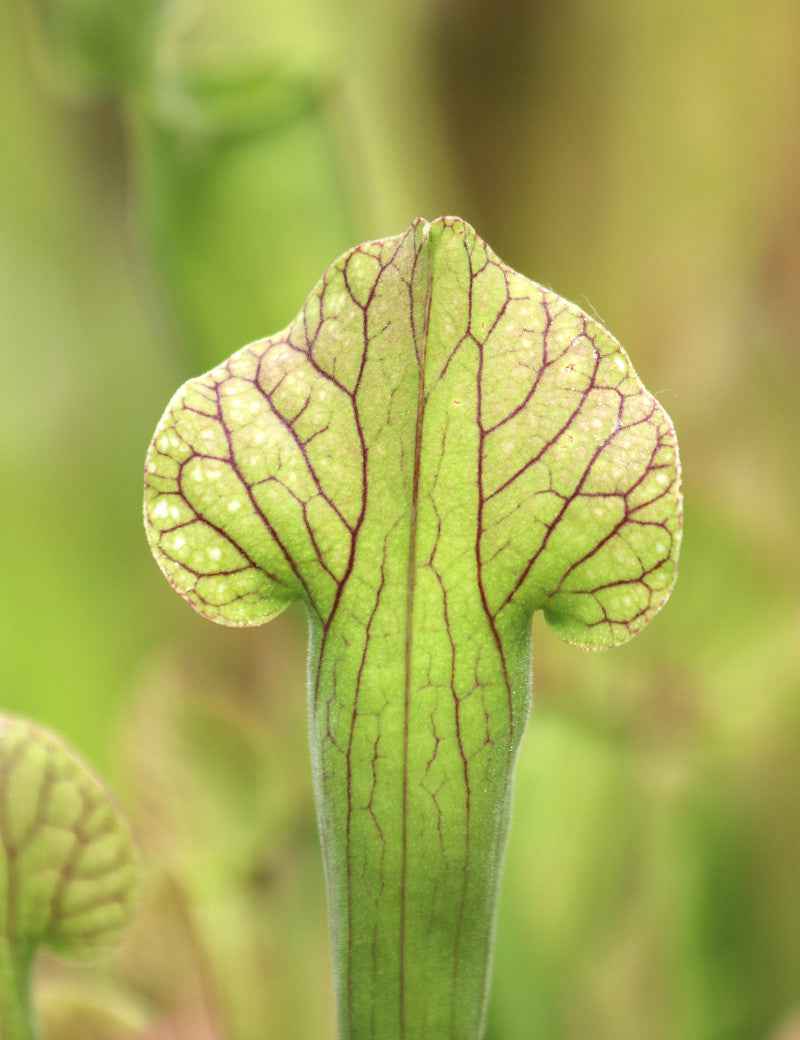 Sarracenia (purpurea x rubra) x leucophylla