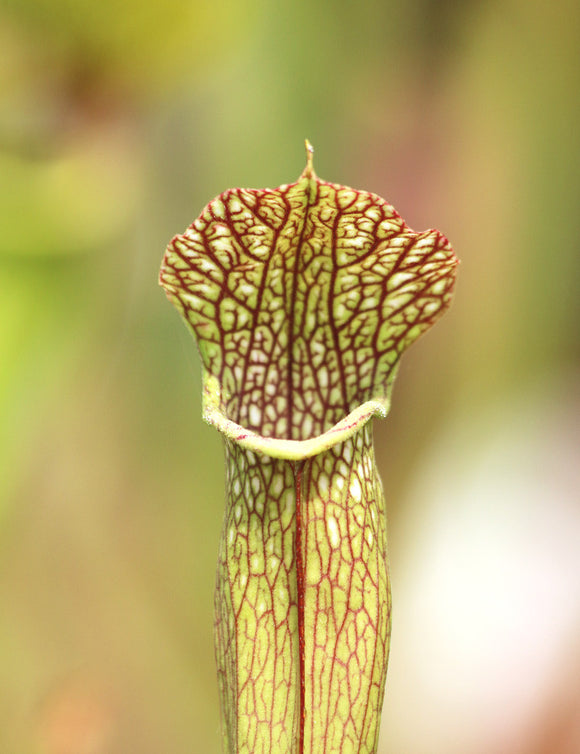 Sarracenia x x excellens x readii