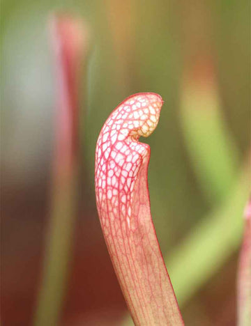Sarracenia x wrigleyana