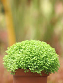 Selaginella apoda