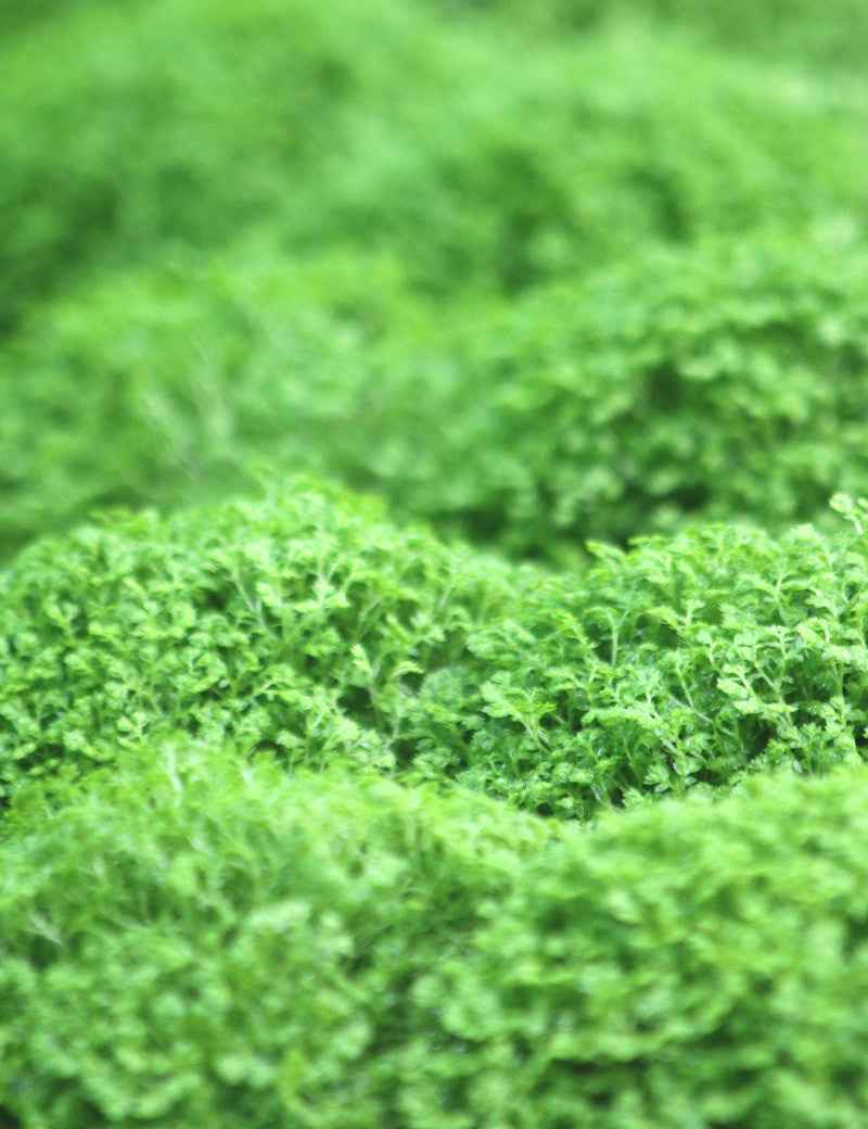 Selaginella apoda