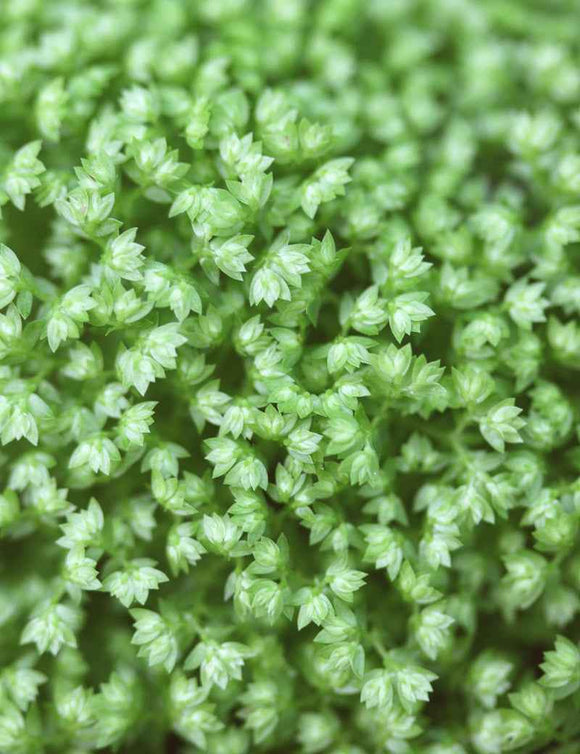 Selaginella apoda