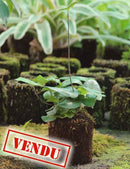 Hemionitis arifolia raciné en xaxim