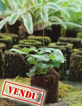 Hemionitis arifolia raciné en xaxim