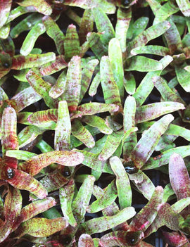 Neoregelia 'Atlantis'