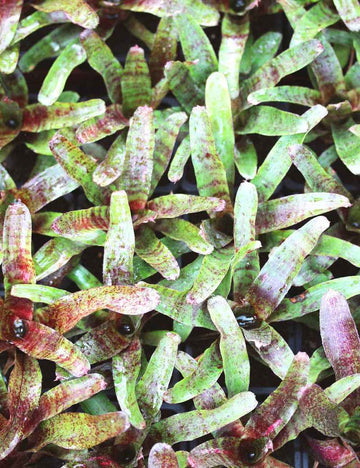 Neoregelia 'Atlantis'