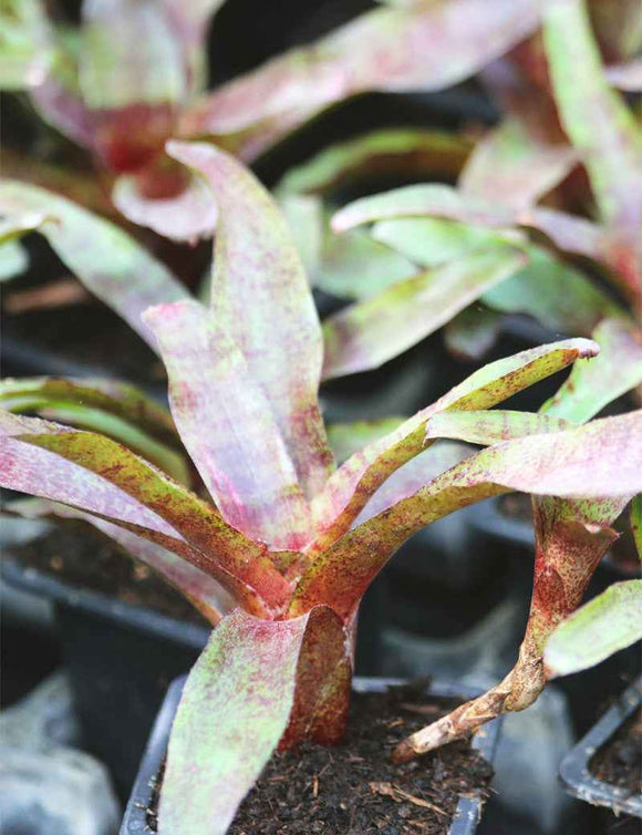 Neoregelia 'Atlantis'